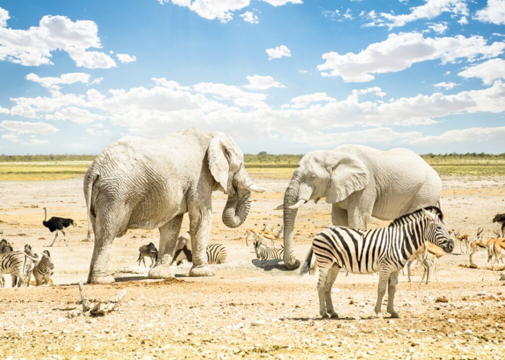 Locals of the watering holes